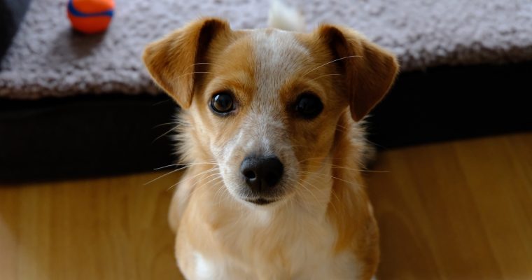 Office Dog – Ahoi!