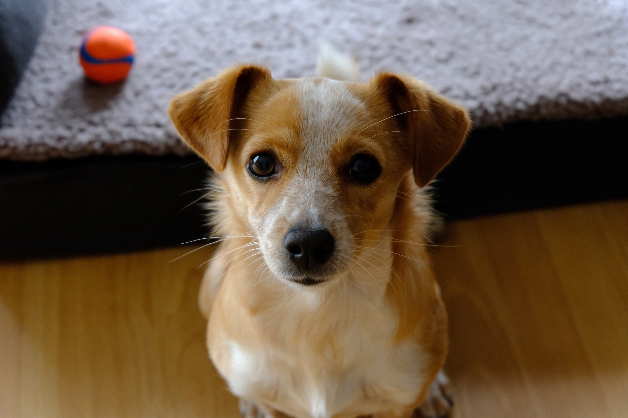 Office Dog – Ahoi!