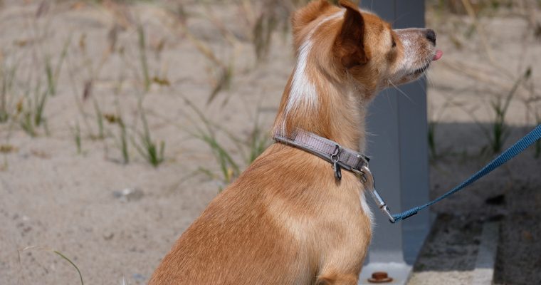 Yummy-Yummy Hundeeis