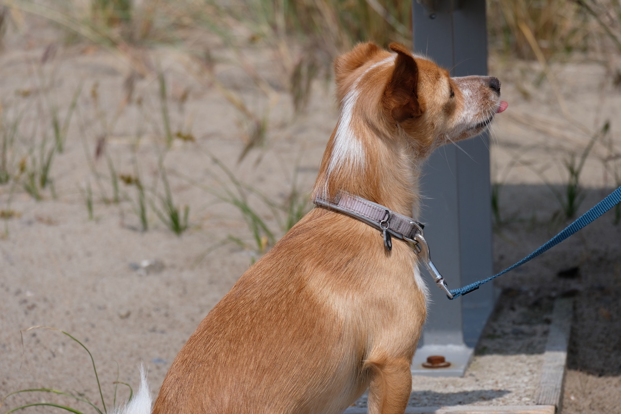 Yummy-Yummy Hundeeis