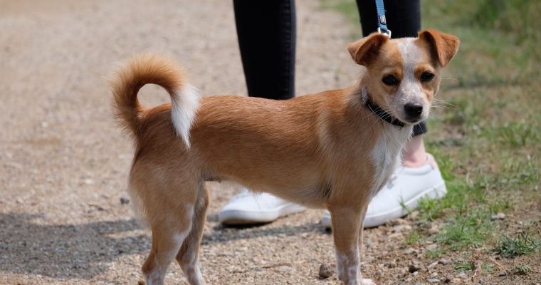 Hunde & Schulbank drücken?!