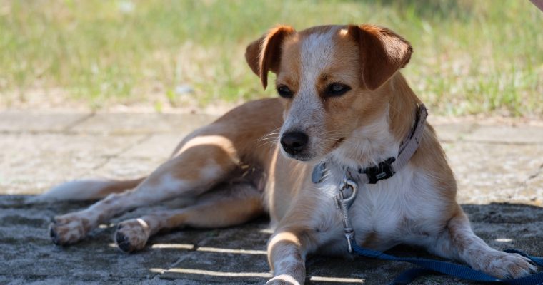 Reisen mit Hazel – Heiligenhafen