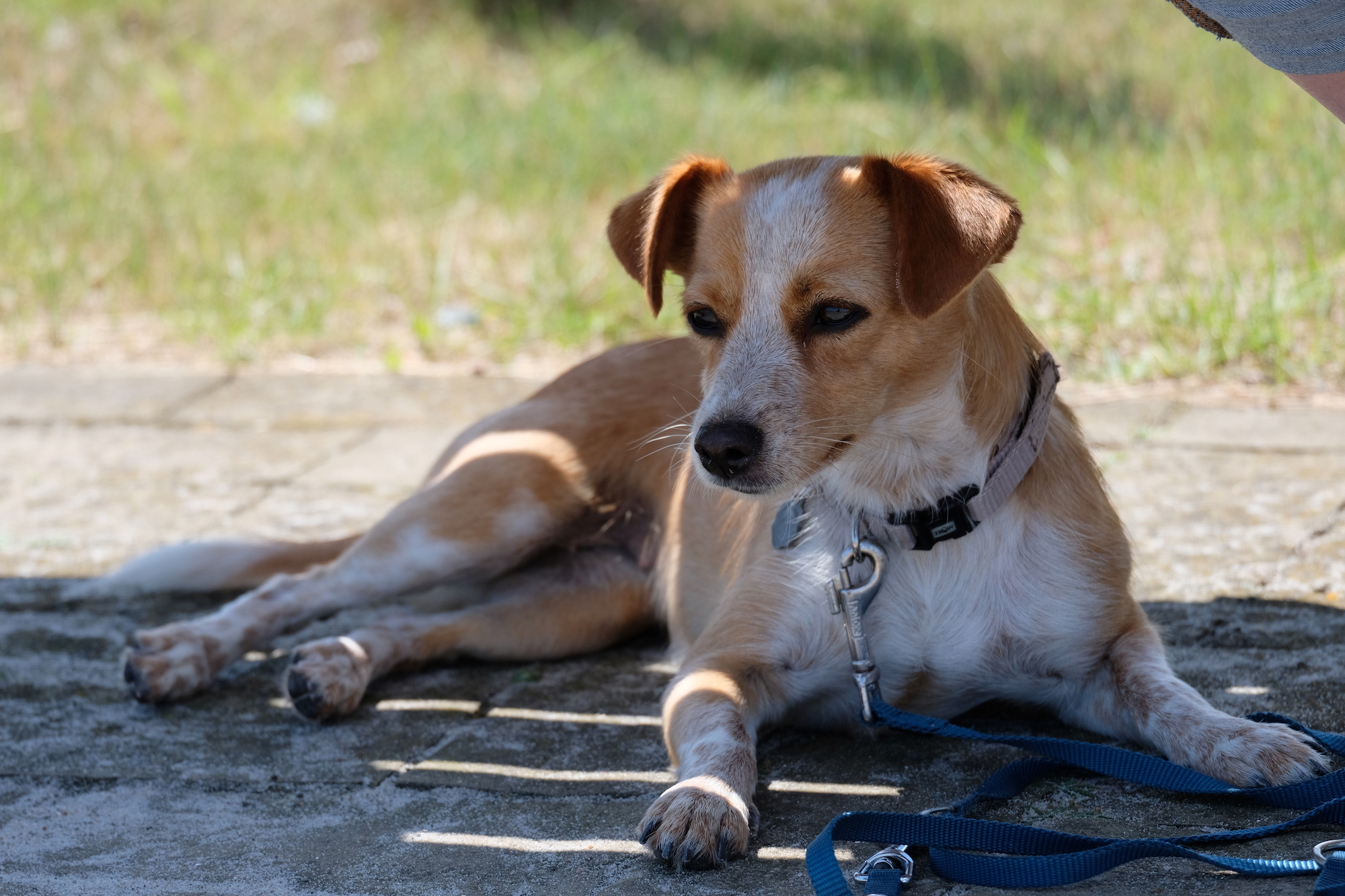 Reisen mit Hazel – Heiligenhafen